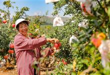 凉山：山区变园区 增产增收“双提升”